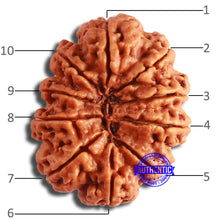 Load image into Gallery viewer, 10 Mukhi Nepalese Rudraksha - Bead No. 399