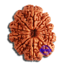 Load image into Gallery viewer, 10 Mukhi Nepalese Rudraksha - Bead No. 399