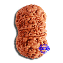 Load image into Gallery viewer, 10 Mukhi Nepalese Rudraksha - Bead No. 399
