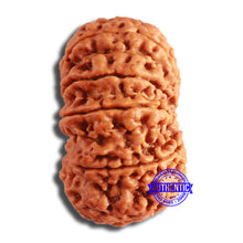 Load image into Gallery viewer, 10 Mukhi Nepalese Rudraksha - Bead No. 399
