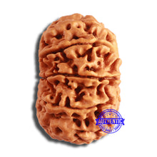 Load image into Gallery viewer, 10 Mukhi Nepalese Rudraksha - Bead No. 400