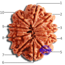 Load image into Gallery viewer, 10 Mukhi Nepalese Rudraksha - Bead No. 401