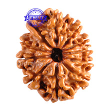 Load image into Gallery viewer, 11 Mukhi Nepalese Rudraksha - Bead No. 104