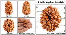 Load image into Gallery viewer, 11 Mukhi Nepalese Rudraksha - Bead No. 104