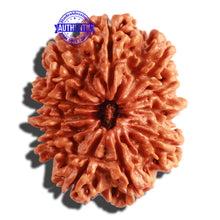 Load image into Gallery viewer, 11 Mukhi Nepalese Rudraksha - Bead No. 286