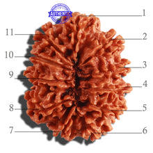 Load image into Gallery viewer, 11 Mukhi Nepalese Rudraksha - Bead No. 286
