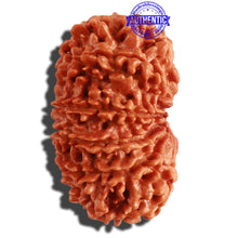 Load image into Gallery viewer, 11 Mukhi Nepalese Rudraksha - Bead No. 286