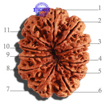 Load image into Gallery viewer, 11 Mukhi Nepalese Rudraksha - Bead No. 287