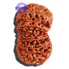 Load image into Gallery viewer, 11 Mukhi Nepalese Rudraksha - Bead No. 287