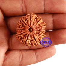 Load image into Gallery viewer, 11 Mukhi Nepalese Rudraksha - Bead No. 288