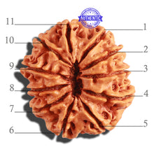 Load image into Gallery viewer, 11 Mukhi Nepalese Rudraksha - Bead No. 288