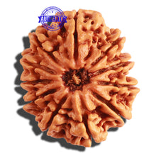 Load image into Gallery viewer, 11 Mukhi Nepalese Rudraksha - Bead No. 289