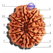 Load image into Gallery viewer, 11 Mukhi Nepalese Rudraksha - Bead No. 289