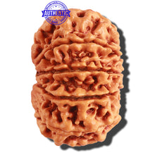 Load image into Gallery viewer, 11 Mukhi Nepalese Rudraksha - Bead No. 289