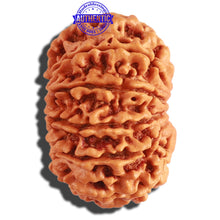 Load image into Gallery viewer, 11 Mukhi Nepalese Rudraksha - Bead No. 289