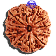 Load image into Gallery viewer, 11 Mukhi Nepalese Rudraksha - Bead No. 290