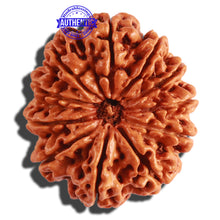 Load image into Gallery viewer, 11 Mukhi Nepalese Rudraksha - Bead No. 291