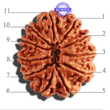 Load image into Gallery viewer, 11 Mukhi Nepalese Rudraksha - Bead No. 291