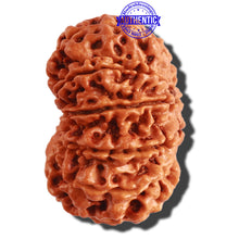Load image into Gallery viewer, 11 Mukhi Nepalese Rudraksha - Bead No. 291