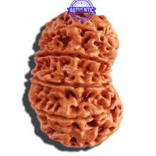 Load image into Gallery viewer, 11 Mukhi Nepalese Rudraksha - Bead No. 291