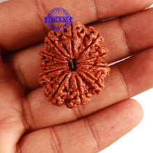 Load image into Gallery viewer, 11 Mukhi Nepalese Rudraksha - Bead No. 293