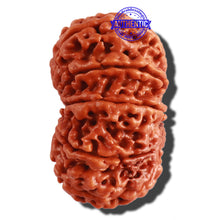 Load image into Gallery viewer, 11 Mukhi Nepalese Rudraksha - Bead No. 293