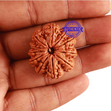 Load image into Gallery viewer, 11 Mukhi Nepalese Rudraksha - Bead No. 294