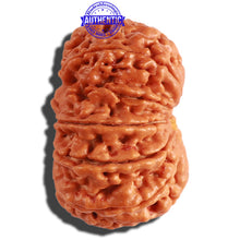 Load image into Gallery viewer, 11 Mukhi Nepalese Rudraksha - Bead No. 294