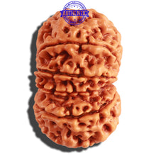 Load image into Gallery viewer, 11 Mukhi Nepalese Rudraksha - Bead No. 295