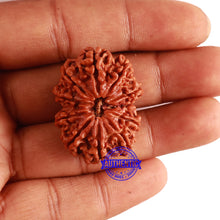 Load image into Gallery viewer, 11 Mukhi Nepalese Rudraksha - Bead No. 296