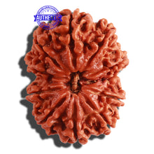 Load image into Gallery viewer, 11 Mukhi Nepalese Rudraksha - Bead No. 296