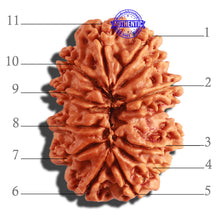 Load image into Gallery viewer, 11 Mukhi Nepalese Rudraksha - Bead No. 297