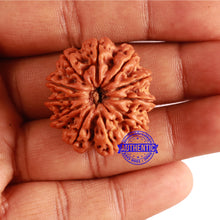 Load image into Gallery viewer, 11 Mukhi Nepalese Rudraksha - Bead No. 298