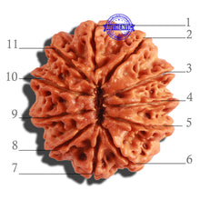 Load image into Gallery viewer, 11 Mukhi Nepalese Rudraksha - Bead No. 298