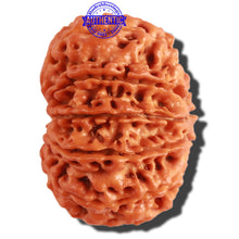 Load image into Gallery viewer, 11 Mukhi Nepalese Rudraksha - Bead No. 298