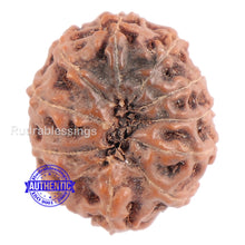 Load image into Gallery viewer, 11 Mukhi Indonesian Rudraksha - Bead No. 101