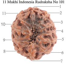 Load image into Gallery viewer, 11 Mukhi Indonesian Rudraksha - Bead No. 101