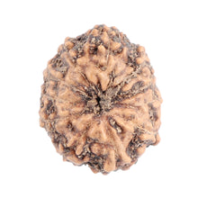 Load image into Gallery viewer, 11 Mukhi Indonesian Rudraksha - Bead No. 102
