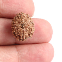 Load image into Gallery viewer, 11 Mukhi Indonesian Rudraksha - Bead No. 103