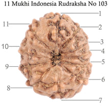 Load image into Gallery viewer, 11 Mukhi Indonesian Rudraksha - Bead No. 103