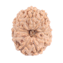 Load image into Gallery viewer, 11 Mukhi Indonesian Rudraksha - Bead No. 104