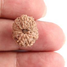 Load image into Gallery viewer, 11 Mukhi Indonesian Rudraksha - Bead No. 104