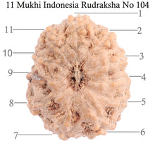 Load image into Gallery viewer, 11 Mukhi Indonesian Rudraksha - Bead No. 104