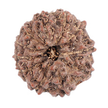 Load image into Gallery viewer, 11 Mukhi Indonesian Rudraksha - Bead No. 106