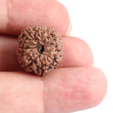 Load image into Gallery viewer, 11 Mukhi Indonesian Rudraksha - Bead No. 110