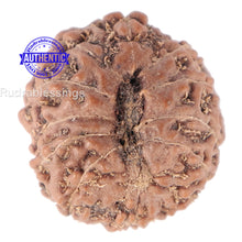 Load image into Gallery viewer, 11 Mukhi Indonesian Rudraksha - Bead No. 110