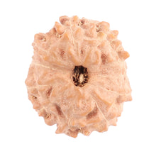 Load image into Gallery viewer, 11 Mukhi Indonesian Rudraksha - Bead No. 89