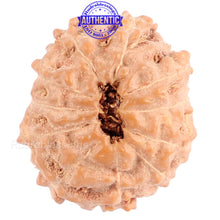 Load image into Gallery viewer, 11 Mukhi Indonesian Rudraksha - Bead No. 89
