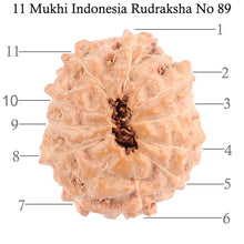 Load image into Gallery viewer, 11 Mukhi Indonesian Rudraksha - Bead No. 89