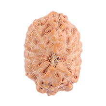 Load image into Gallery viewer, 11 Mukhi Indonesian Rudraksha - Bead No. 93
